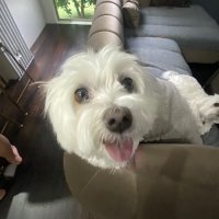 fury (@furynae) 's Twitter Profile