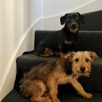 Pippin and Toto (Pip & To)(@daxijacklove) 's Twitter Profile Photo