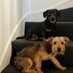 Pippin and Toto (Pip & To) (@daxijacklove) Twitter profile photo Pippin and Toto (Pip & To) (@daxijacklove) Twitter profile photo