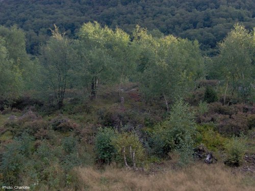 CharlotteL5's profile picture. 