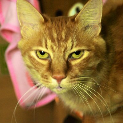 mizk900's profile picture. 