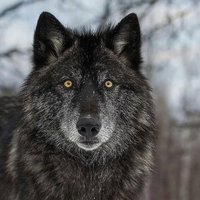 Asteraceae Ⓥ (@calendula2016) 's Twitter Profile