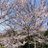 ash239_ntca84