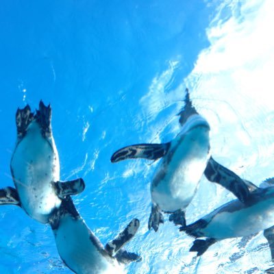 j_claude_monet's profile picture. 04. chuo. bioscience/// 教職,白実