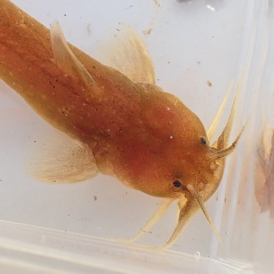 midori_to_mizu's profile picture. 島本町を中心とした自然観察会や講演会などを開催しています。
会員は随時募集中　年会費1000円、年6回ニュースレター発行
https://t.co/8AUSJZHsfF
mail: info@midoritomizu.org/