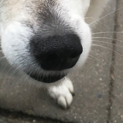 fotolotsin's profile picture. Versuche die IT Landschaft zu begrünen - hier privat. Biete Hundeleckerli und blaue Bank unterhalb vom Michel.