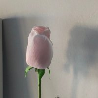 ma (@k_p_loveand) 's Twitter Profile