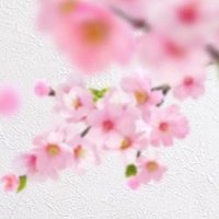 咲子 (@sakura_21g) Twitter profile photo