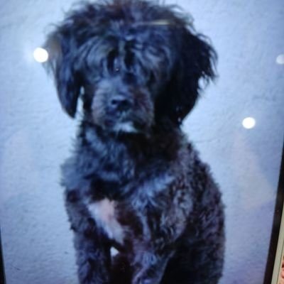 JoseAveiga3's profile picture. Soy un empleado privado serio casado responsable megusta hablar de política seria y deportes problemas del mundo contemporáneo. amante de la naturaleza animalis