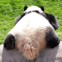 ぱんだのしっぽ。。。 (@pandanosippo357) 's Twitter Profile