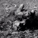 Everett Wiggins - @everettwiggins - Twitter