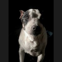 Barly Stilton (@barlystilton) 's Twitter Profile Photo