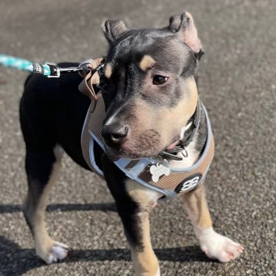 staffy x adopted from @dotslondon