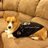 CorgiFlyers's profile image