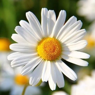 Mapos25's profile picture. 法•法•法　K組