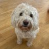 wonderbudgie's profile picture. Account snatcher from me Hoomum. I tweet wiv me paws so luk out fur typos. Went to be wiv me pals OTRB 2024