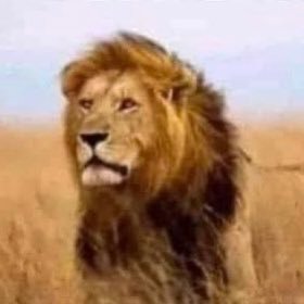 Sinker243's profile picture. 