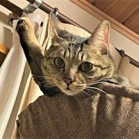 kawa (@m_kawa2) 's Twitter Profile