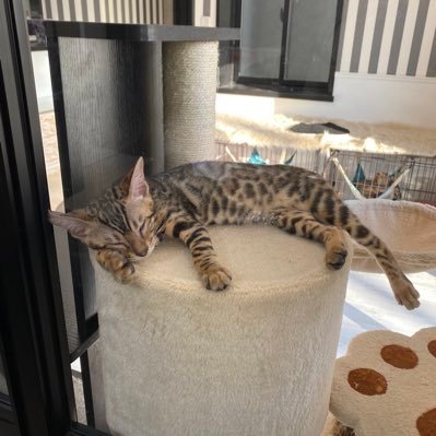 mcmcsos's profile picture. 17w16w17w3人の男の子後期流産👼初期流産2回￤2024/8/26 23w636gの女の子出産￤9/6👼🎀