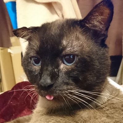 呼び名は「ゼン」です。猫の画像反射イイネ人。野良りと台詞界隈を流浪っております。
表現するのが好きなアラサー女子。
即ブロ対象▶勧誘。性的なお誘い系。その他個人的に不愉快なツイをされた方はミュートします。