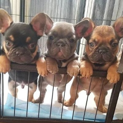 Welcome to @thefrenchpup
We share daily #FrenchBulldog photos, moments
Follow us @thefrenchpup if you really love #frenchies