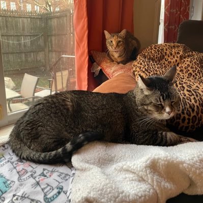 We’re two rescue cats whose people moved us from the US to Ireland. Banjo is a little old and grumpy. Ukulele is a little smol and chaotic.