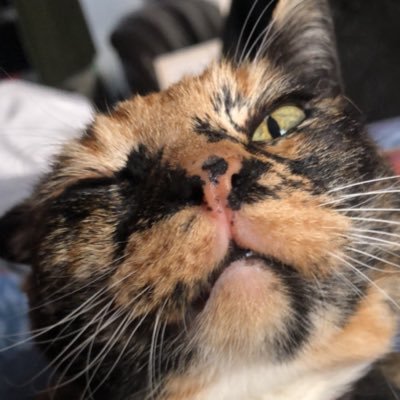 lekkertrekker's profile picture. a one woman riot