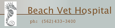 BeachVetHospita's profile picture. Our mission is to provide state of the art loving care to pets and make pets and their owners truly happy.