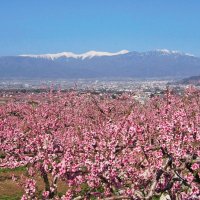 情景 (@aizunosato254) 's Twitter Profile Photo
