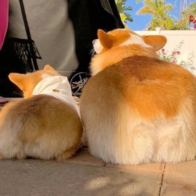 Yanluowang_'s profile picture. #