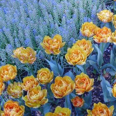 michsi1's profile picture. Internet is my aftern. tea  and philosophy, my sweet dessert.
If don't indicate that the things I write here are the works of others, then they are all my own.