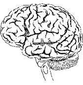 Governator Guy Profile