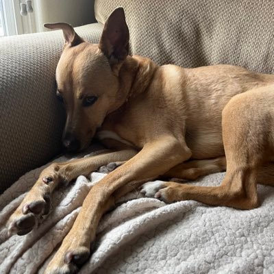 trishrummel's profile picture. 