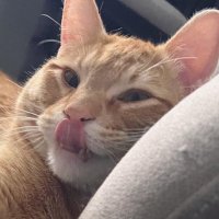 Kitys (@onemillionkitys) 's Twitter Profile