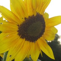 Zdravka Todorova (@todorovazd) 's Twitter Profile