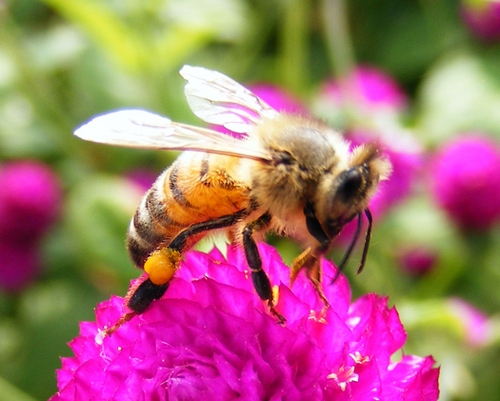 BeeVilleHoney's profile picture. 