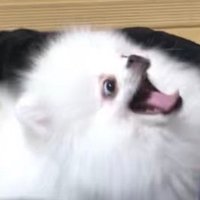 ナヲ (@naoco_con) 's Twitter Profile