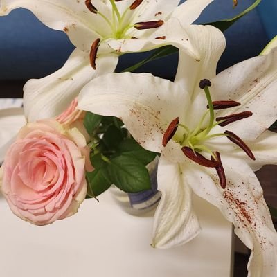 lillyhuda's profile picture. ليسانس ادب انكليزي جامعة دمشق