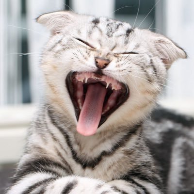 jeffdormer88's profile picture. Here for the thoughts/ideas of others; political 🤢, philosophy 🤔, finance 🤑, and religious 😇— Minarchist 🐍, Futurist 🚀, Stoic 🤨, super genius 🐺