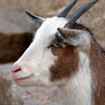 babzoVI's profile picture. Babs The goat 🐐🥇