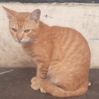 Lempuyengan (@catanthr) 's Twitter Profile Photo