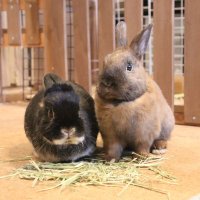 うさぎの麦せんべい🐰🐰 (@mosha2mugichang) 's Twitter Profile Photo うさぎの麦せんべい🐰🐰 (@mosha2mugichang) 's Twitter Profile Photo