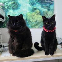 山猫😼アイコン変更🎊草組4期生 (@yamaneko2jp) 's Twitter Profile