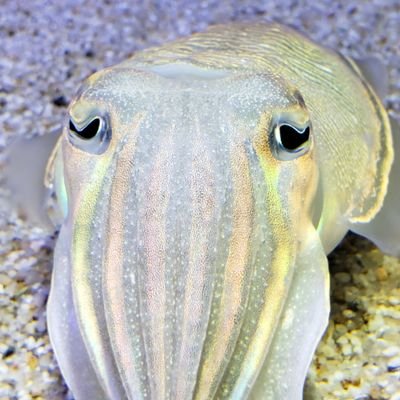 アスルさんのプロフィール画像