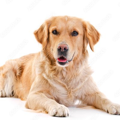 _goldenretrieve Profile Picture