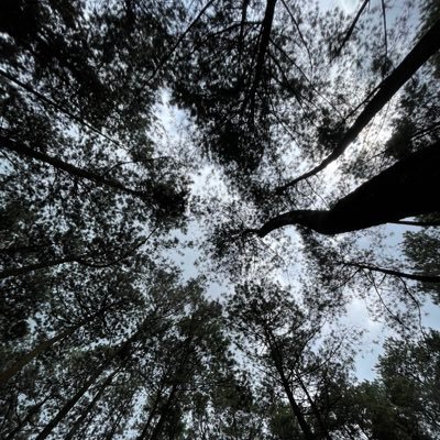 trostfoya's profile picture. 