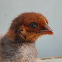 Buy Rhode Island Red for Sale Philippines(@gardenatbp) 's Twitter Profile Photo