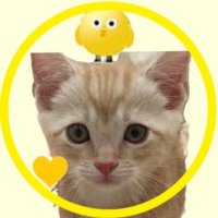 みー (@miitama317_yu) 's Twitter Profile Photo みー (@miitama317_yu) 's Twitter Profile Photo