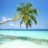 palmtreestudio7