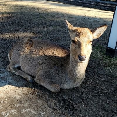 よろしくお願い致します！
趣味→競馬(イクイノックス応援してる)、キャンプ、映画鑑賞